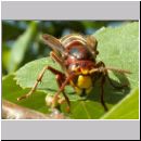 Vespa crabro - Hornisse 17.jpg